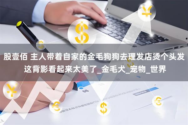 股壹佰 主人带着自家的金毛狗狗去理发店烫个头发 这背影看起来太美了_金毛犬_宠物_世界